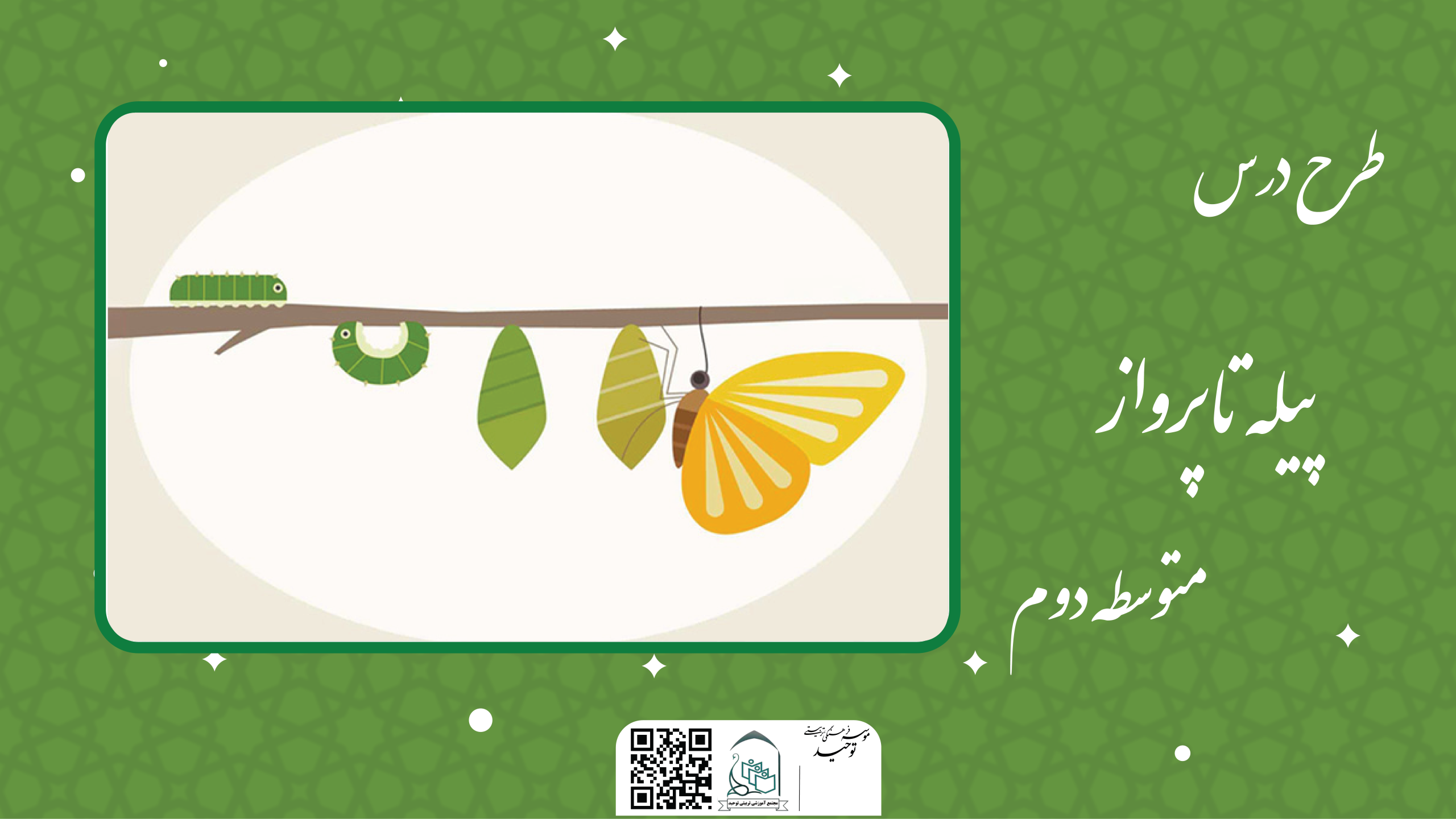 پیله تا پرواز